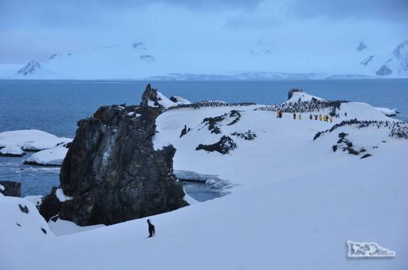 Passageiros do Sea Spirit se aproximam de colônia de pinguins chinstrap em Half Moon Island, na Antártida